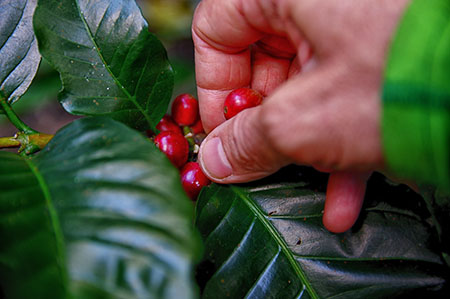 gruene-kaffee-pflanze